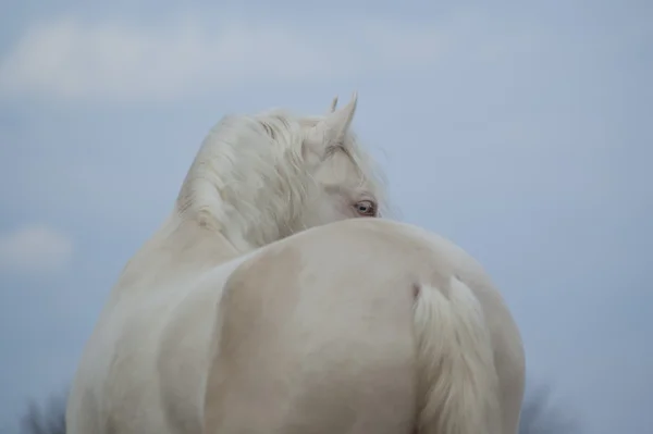 Krupice bílého koně na pozadí tmavě modré oblohy Stock Fotografie