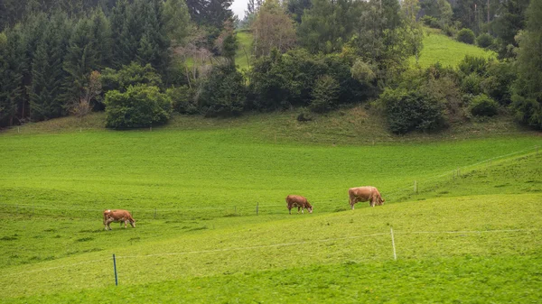 Paesaggio austriaco con mucche — Foto Stock