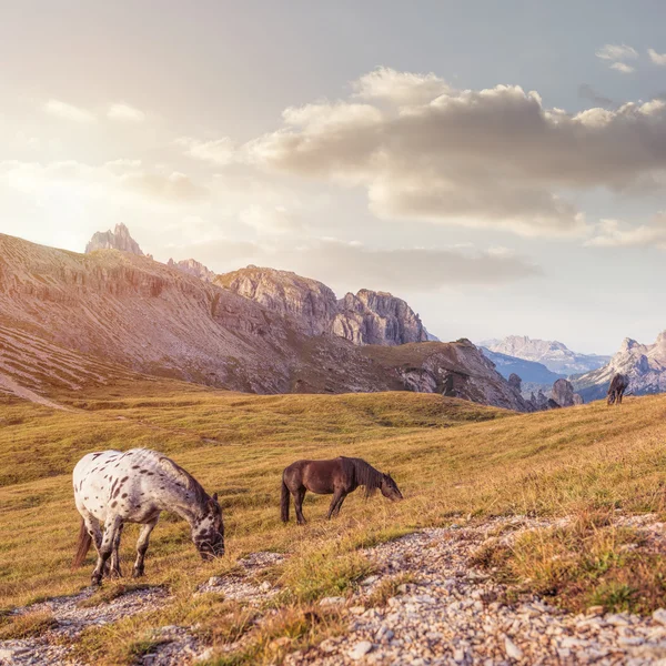 Paisaje de montaña con caballos — Foto de Stock