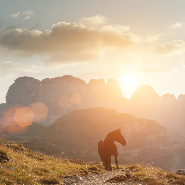 Гірський пейзаж з конем — стокове фото