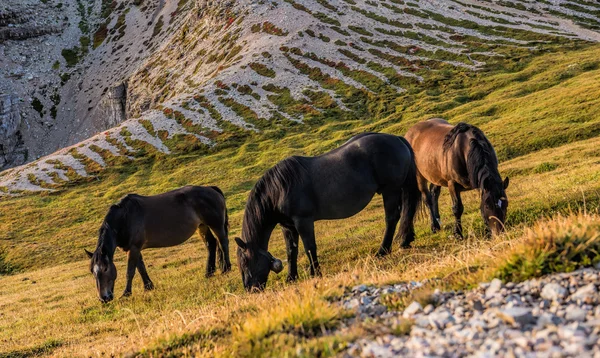 Paisaje de montaña con caballos —  Fotos de Stock