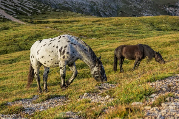 Paesaggio montano con cavalli — Foto Stock