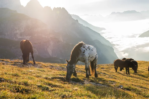 Berglandschaft mit Pferden — Stockfoto