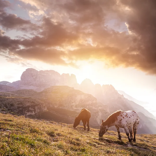 Bergslandskap med hästar — Stockfoto