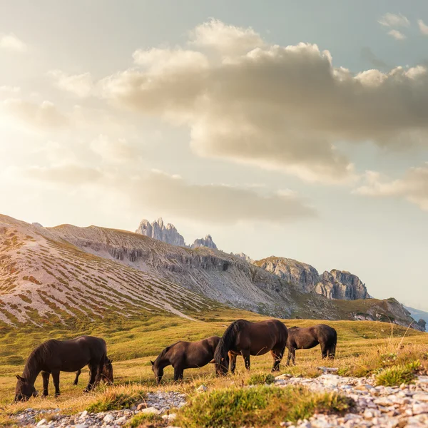 Paesaggio montano con cavalli — Foto Stock