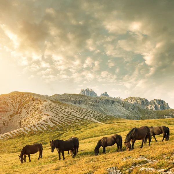 Paisaje de montaña con caballos — Foto de Stock