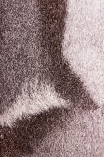 Imitacja futra zwierząt — Zdjęcie stockowe