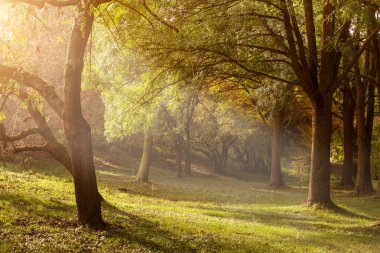 Ağaçların arasından gelen ışık ışını