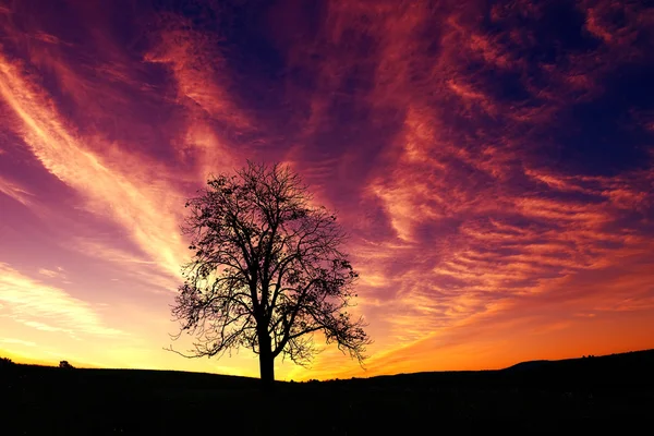 Silhouette d'arbre au lever du soleil — Photo