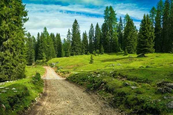 Bosque de pino — Foto de Stock