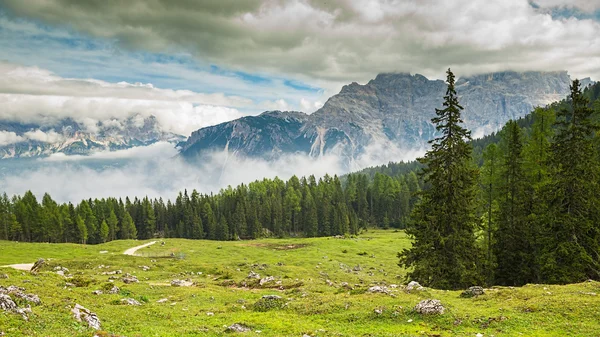 Wiese zwischen Kiefern — Stockfoto