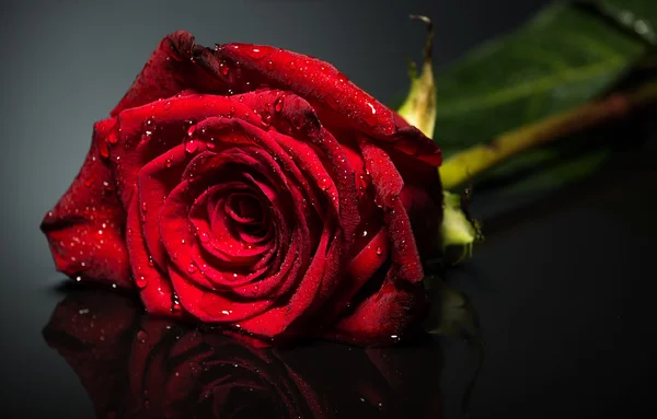 Beautiful red rose — Stock Photo, Image