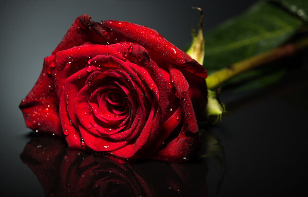 Close-up photo of beautiful red rose on black background