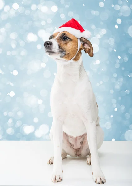 Hond in Kerstman hoed — Stockfoto