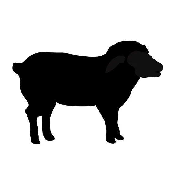 Black silhouette of sheep — Stock Vector