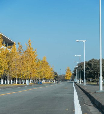 A section of the road on a university campus is lined with yellow ginkgo trees and white street lamps.The Autumn scenery is very beautiful, the sky is very blue for walking.