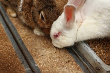Sevimli kahverengi ve beyaz tavşanlar yiyeceği paylaşır..