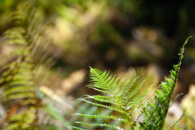 Yakın çekim yeşil eğrelti otu dalı, gün ışığında taze yapraklar.