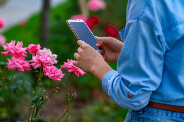 Turista Toma Una Foto Una Rosa Teléfono Mientras Camina Parque — Foto de Stock