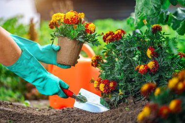 Bahçeye çiçek eken bir çiçekçi. Büyüyen kadife çiçekleri 