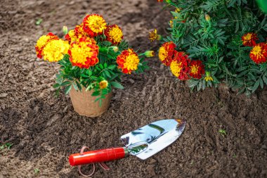 Ev bahçesine ekmek için kadife çiçekli kürek ve esrar.. 