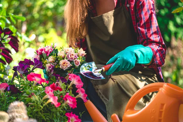 Giardiniere Guanti Piante Crescite Fiori Sull Aiuola Nel Giardino Casa — Foto Stock