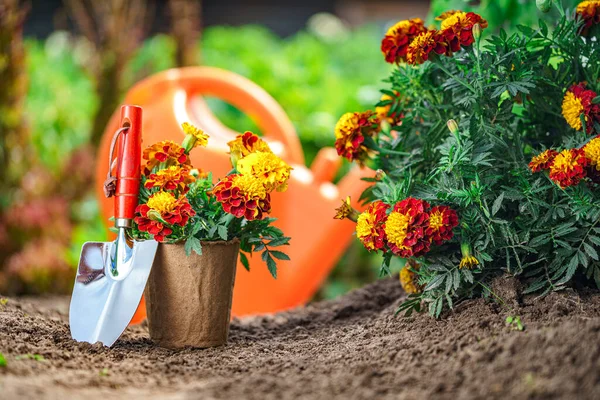 Schep Pot Met Goudsbloem Voor Het Planten Tuin Tuinieren Bloementeelt — Stockfoto