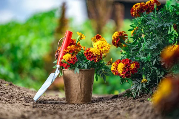 Skyffla Och Kruka Med Ringblommor För Plantering Hemträdgård Trädgårds Och — Stockfoto