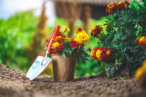 Skyffla Och Kruka Med Ringblommor För Plantering Hemträdgård Trädgårds Och — Stockfoto