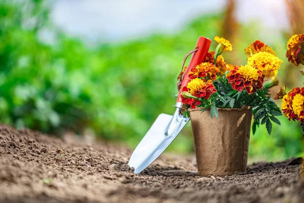 Skyffla Och Kruka Med Ringblommor För Plantering Hemträdgård Trädgårds Och — Stockfoto