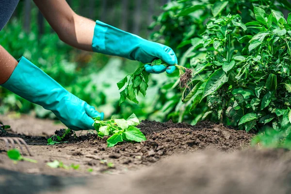 Frühlingsjäten Garten Gartenbau Und Gemüseanbau Gartenpflege — Stockfoto