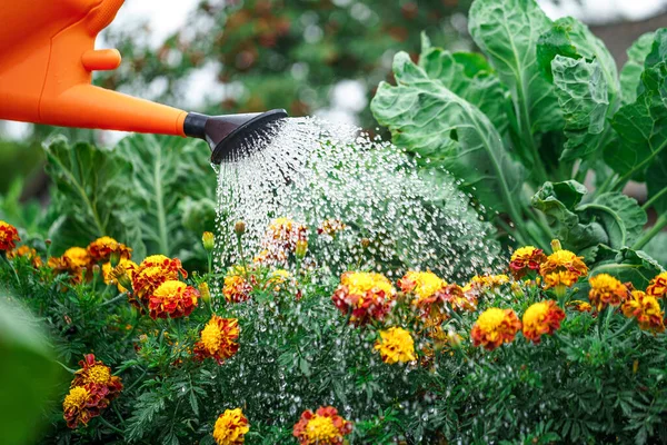 Bloemen Besproeien Met Behulp Van Een Gieter Tuin Bloemverzorging — Stockfoto