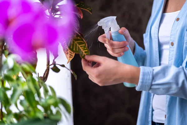 Женщина Распыляет Растения Цветочных Горшках Домохозяйка Ухаживает Домашними Растениями Себя — стоковое фото