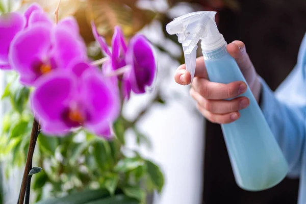 Woman sprays plants in flower pots. Housewife taking care of house plants at her home, spraying orchid flower with pure water from a spray bottle