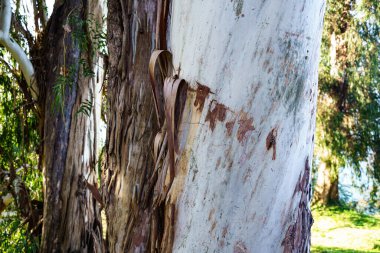 Seasonal removal of eucalyptus peeling bark