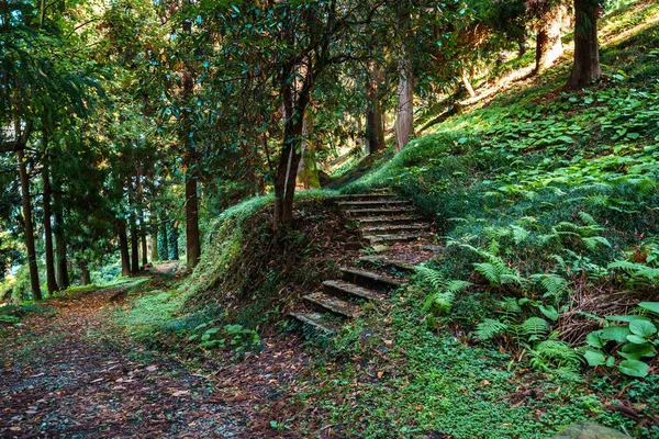 Krok Ścieżka Tajemniczym Zielonym Lesie — Zdjęcie stockowe