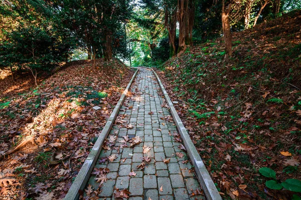 Path Walking Autumn Forest Park —  Fotos de Stock