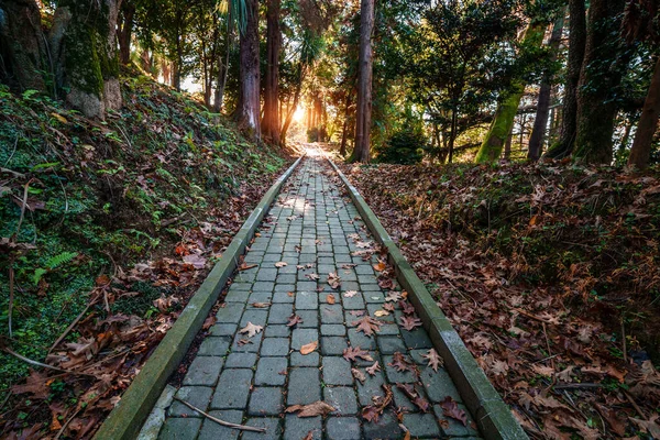 Path Walking Autumn Forest Park —  Fotos de Stock