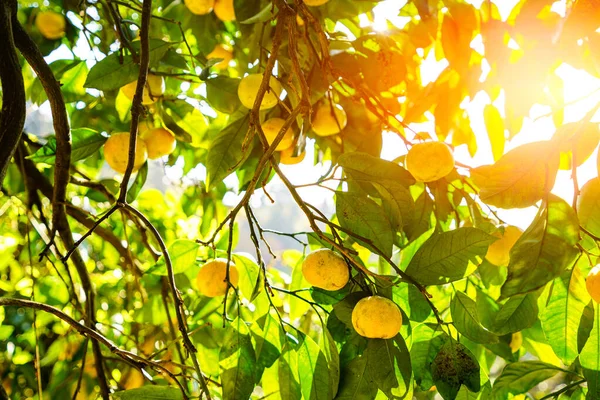 Стиглі Соковиті Домашні Мандаринські Апельсини Зелені Гілках Дерев Саду Сонячний — стокове фото