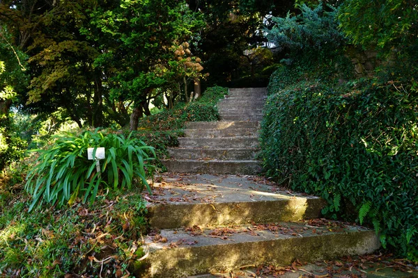 Stentrappspår Bland Grönska Parken — Stockfoto