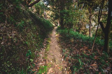 Hiking walking trail in a calm mysterious forest among trees 
