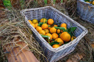 Basket with fresh ripe juicy homemade orange mandarins