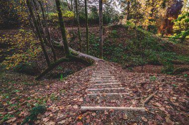Hiking trail and wooden stairs with tree bridge in the autumn forest