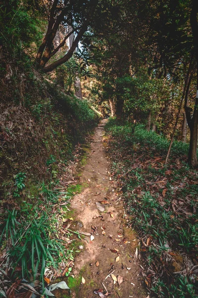 Hiking Walking Trail Calm Mysterious Forest Trees —  Fotos de Stock