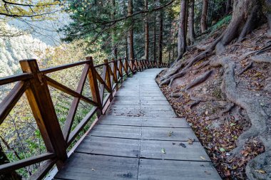 Wooden path with wooden railing for walking in the forest