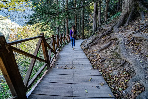 Wooden Path Wooden Railing Walking Forest —  Fotos de Stock