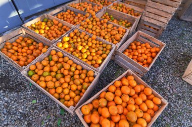 Mandalina hasadından sonra taze turuncu turuncu turunçgil dolu tahta kutular.      