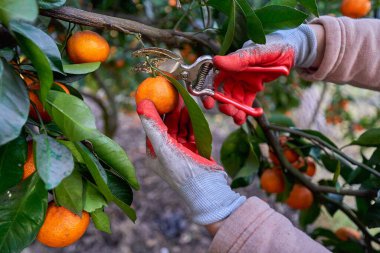 İş eldivenleri ve mezhepler çiftçi meyve bahçesindeki narenciye hasadı sırasında bir daldan portakal taze olgun mandalinalar kesti.    