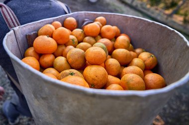 Georgia 'da taze organik turuncu turunçgil mandalinası hasat ederken çiftçi.