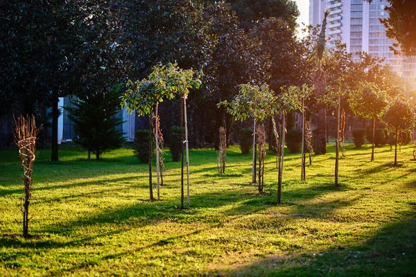 Staden Grönare Träd Plantering Grön Zon Stadspark — Stockfoto